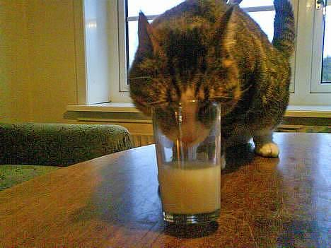 Huskat Lille Grå - Lillegrå prøver at få mælk op af glasset. En meget besværlig Mission :) billede 12