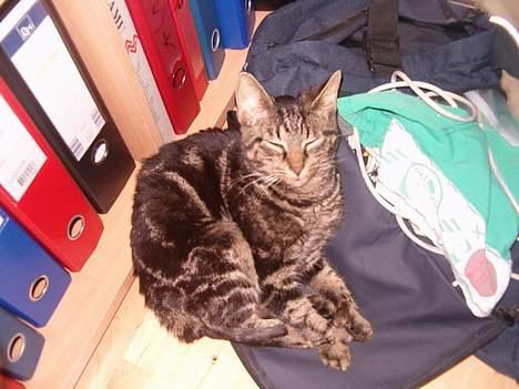 Huskat Julle *1/5 06 - 7/2-07* - Ikke kigge på min halve hale, den er jo nøgen!! :) hun fik fjernet bandagen igår..  (13/12) billede 8