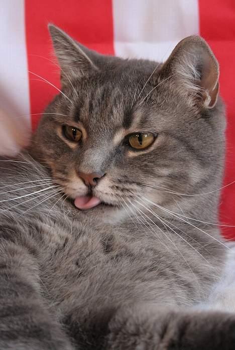 Huskat Simba (Himmelkat) billede 18