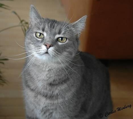 Huskat Simba (Himmelkat) billede 19