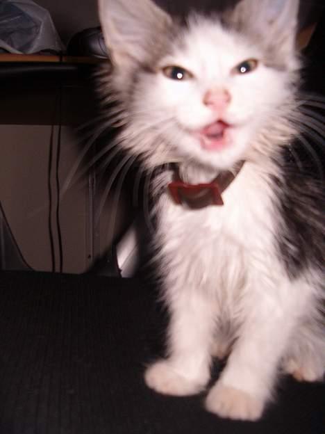 Norsk Skovkat Trille - Hehe, jeg elsker det her billede af min lille trille mus... billede 7