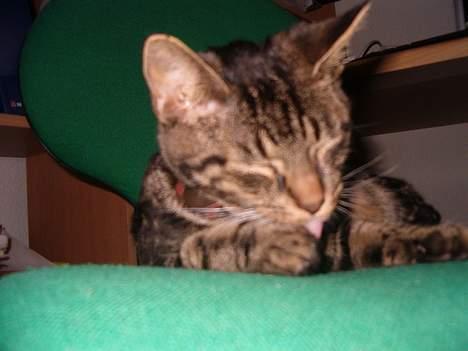 Huskat Julle *1/5 06 - 7/2-07* - Det er helt umuligt at få et glimt af hende hvor hun ikke har lukket sine øjne billede 9