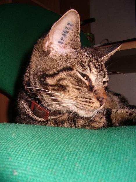 Huskat Julle *1/5 06 - 7/2-07* - så sover hun igen eller gør hun? billede 10