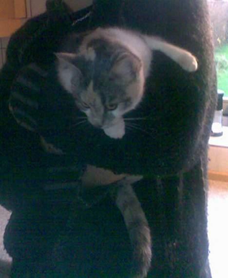 Huskat Bounty billede 15