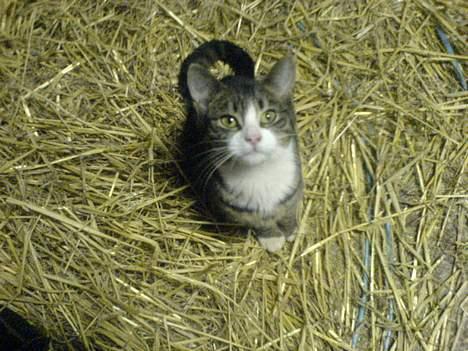 Blanding af racer Knor billede 1