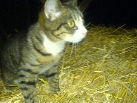 Blanding af racer Knor - Knor stirrer igen ;D billede 2