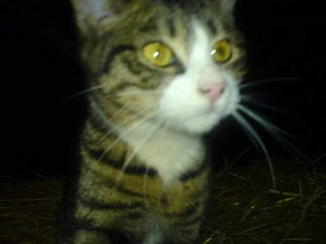 Blanding af racer Knor - Knor´s Hoved :D billede 3