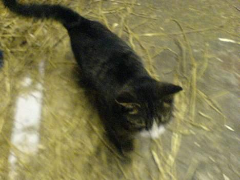 Blanding af racer Knor - Kvalitet Dårlig - Her kan man se helle Knor´s krop. billede 4