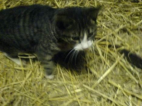 Blanding af racer Knor - Knor der står og stirre ! billede 5