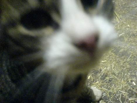 Blanding af racer Knor - Zooomm... billede 6