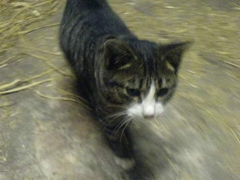 Blanding af racer Knor - *Knor* billede 7