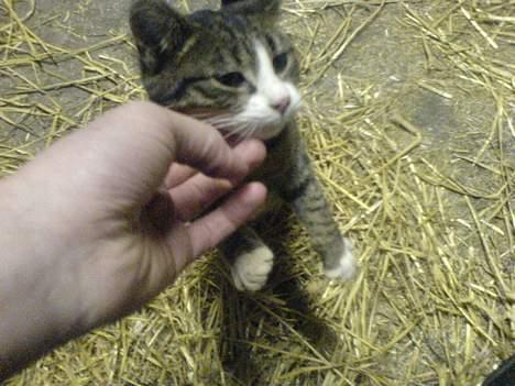 Blanding af racer Knor - Knor bliver kløet under hagen ;D billede 8