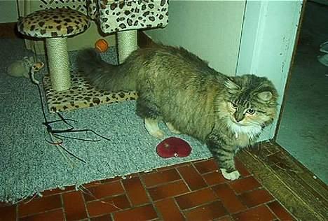 Norsk Skovkat Freja DØD - Freja billede 1