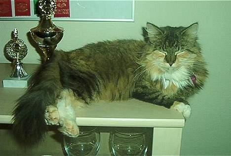 Norsk Skovkat Freja DØD - En lille dronning billede 2