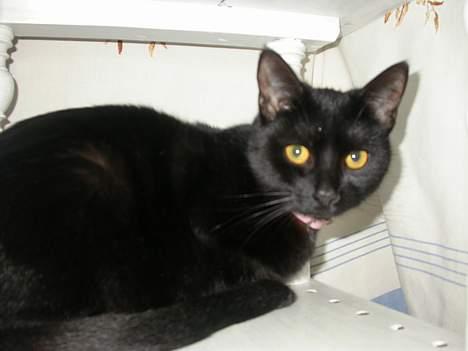 Huskat Dutte - Gå nu væk med det kamera....Jeg prøver altså at gemme mig! billede 1