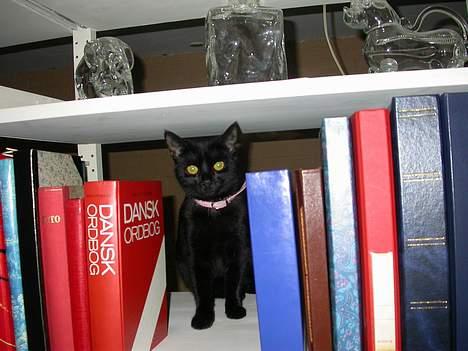 Huskat Dutte - du fandt mig igen.... billede 2