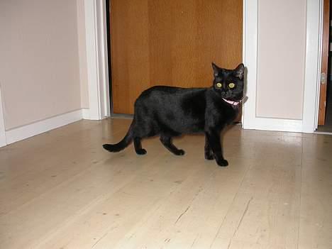 Huskat Dutte - fine fine Dutte. billede 3