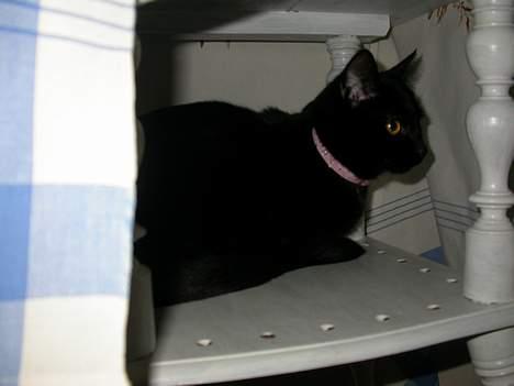 Huskat Dutte - Hvilken del af jeg gider ikke nu...forstår du ikke? billede 4