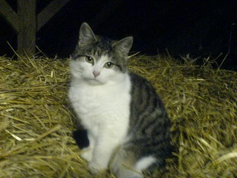 Blanding af racer Jumbo billede 1