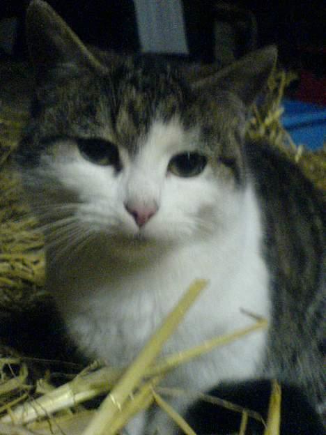 Blanding af racer Jumbo billede 2