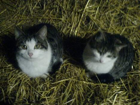 Blanding af racer Jumbo billede 3