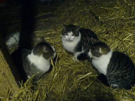 Blanding af racer Jumbo billede 4