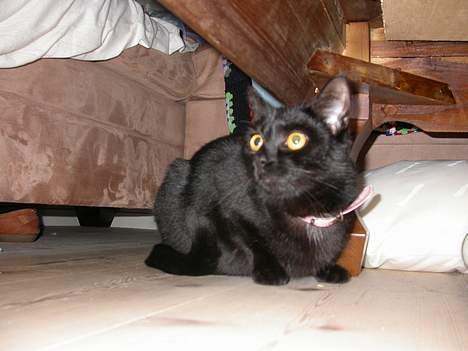 Huskat Dutte billede 5