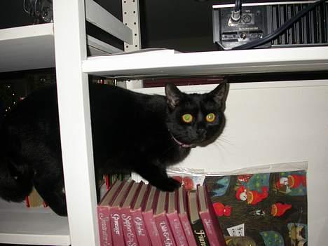 Huskat Dutte billede 6