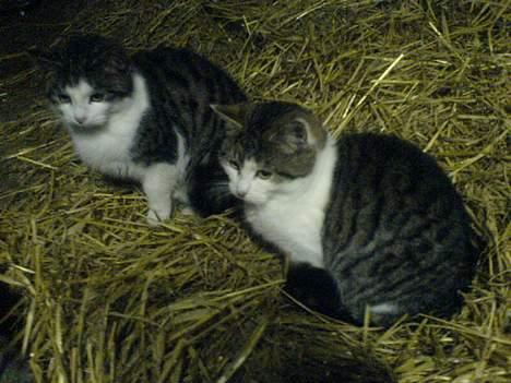 Blanding af racer Jumbo billede 5