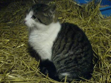 Blanding af racer Jumbo billede 6