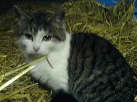 Blanding af racer Jumbo billede 7