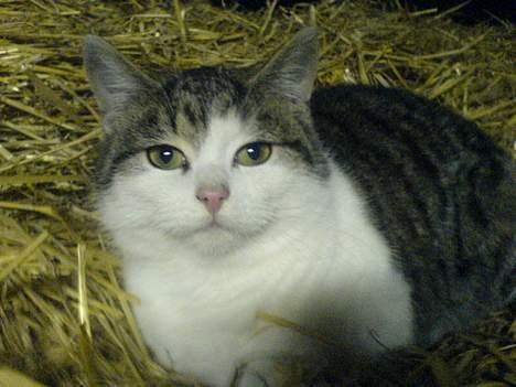 Blanding af racer Jumbo billede 8