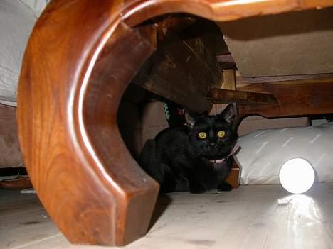 Huskat Dutte billede 7