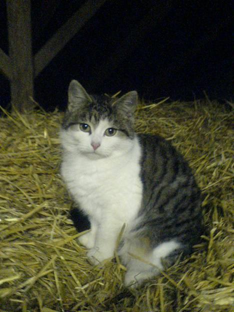 Blanding af racer Jumbo billede 9