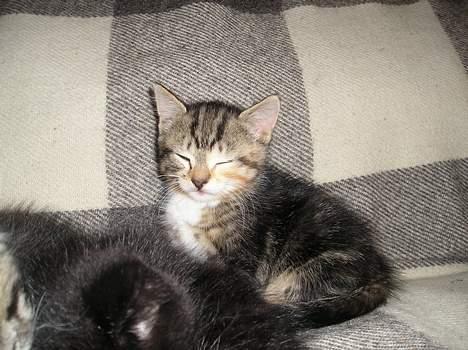 Blanding af racer Gaffa..<3 - Gaffa sider op og sover..! billede 1