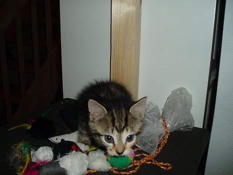 Blanding af racer Gaffa..<3 - Legetøj er bare det fedeste..! billede 2