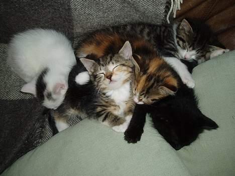 Blanding af racer Gaffa..<3 - Gaffa sover med brødre og søskende.. billede 3