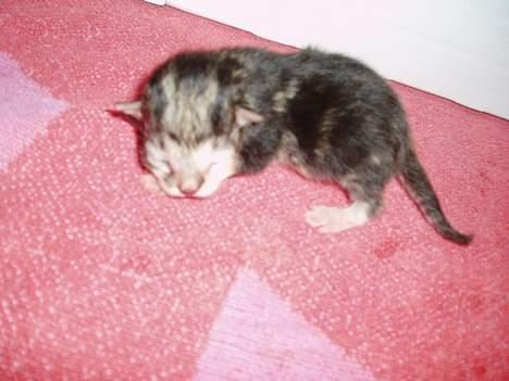 Blanding af racer Gaffa..<3 - Gaffa er lige født på det her billede!! billede 5