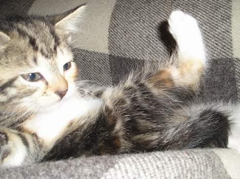 Blanding af racer Gaffa..<3 - Huuu Jeg vælter.. billede 6