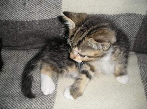 Blanding af racer Gaffa..<3 - Gaffa pigen... billede 7