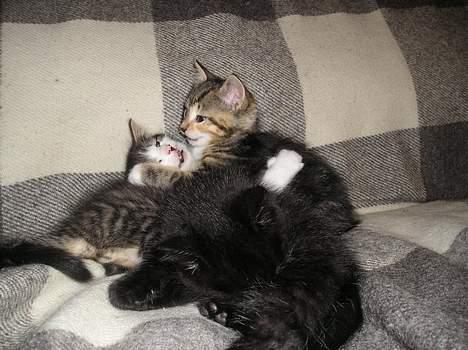 Blanding af racer Gaffa..<3 - Gaffa og Simba slåsser billede 8