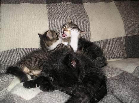 Blanding af racer Gaffa..<3 - Gaffa og Simba tager lige en lille kamp..! billede 9