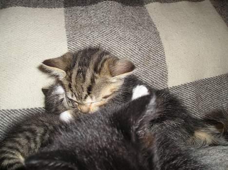 Blanding af racer Gaffa..<3 - Gaffa bider en eller anden?? billede 10