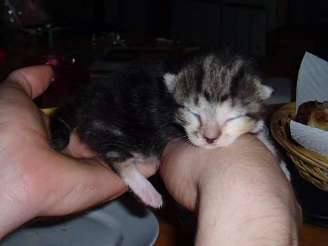 Blanding af racer Gaffa..<3 - Søde tøz.. billede 11