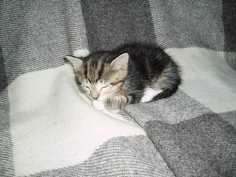 Blanding af racer Gaffa..<3 - Gaffa...<3 billede 12