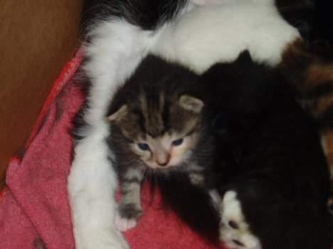 Blanding af racer Gaffa..<3 - Første gang hun sidder op... SEJER!  billede 13