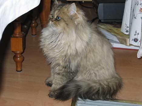 Perser Juicy De Montespan billede 1