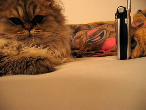 Perser Juicy De Montespan billede 2