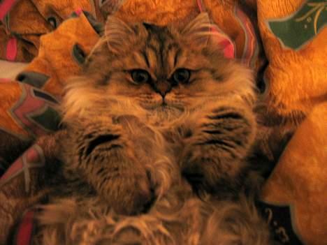 Perser Juicy De Montespan billede 3