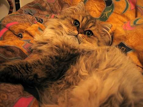 Perser Juicy De Montespan billede 4